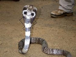 Heboh Ular Berkaki, Begini Gaya Lucu Jika Ular Punya Tangan