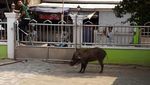Penampakan Babi Hutan yang Masuk Masjid di Serang
