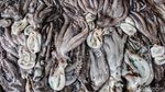 Tak Hanya Lobster, Simeulue Juga Penghasil Gurita