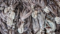 Berbeda dengan lobster yang mahal, harga gurita di Simeulue cukup terjangkau.