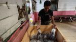 Tak Hanya Lobster, Simeulue Juga Penghasil Gurita