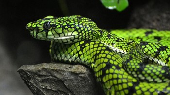 Bisa jadi mitos ular Jengger ini sebenarnya Sumatran tree viper (Trimeresurus sumatranus) alias Ular Punai Sumatera. Warnanya hijau terang, tapi buntutnya merah mencolok. Kalau bergulung dan buntut merahnya dekat di kepala yang hijau, dari kejauhan disangka jenggernya. (iStock)
