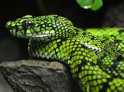 Ular Berkaki, Dari Mitos Sampai Fakta Ilmiah