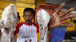Tak Hanya Lobster, Simeulue Juga Penghasil Gurita