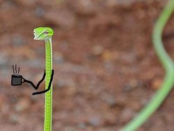 Heboh Ular Berkaki, Begini Gaya Lucu Jika Ular Punya Tangan