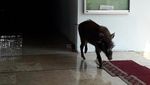 Penampakan Babi Hutan yang Masuk Masjid di Serang