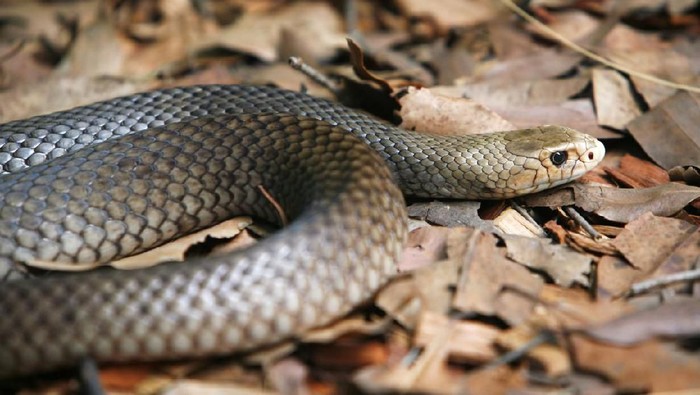Ular Taipan Papua