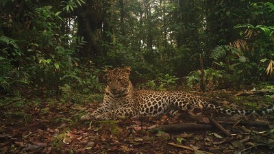 Jarang Terlihat! Penampakan Macan Tutul di Halimun Salak