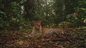 Jarang Terlihat! Penampakan Macan Tutul di Halimun Salak