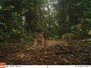 Fakta Macan Tutul di Halimun Salak: Makan Anaknya Sendiri