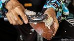Bisnis Pengolahan Kelapa Sokong Perekonomian Para Ibu di Sinabang