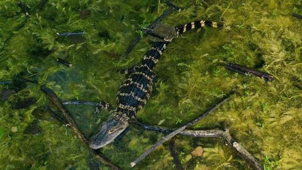 Seekor aligator ditemukan di kolam belakang sekolah AS