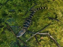 Detik-detik Kawanan Reptil Besar Ditemukan dalam Rumah