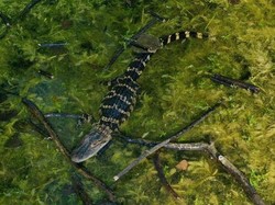 Viral Aligator Serbu Perumahan Warga Florida Usai Diamuk Badai Milton
