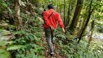 Jarang Terlihat! Penampakan Macan Tutul di Halimun Salak