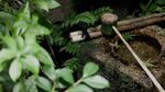 Restoran Berusia 557 Tahun Ini Tetap Eksis Sajikan Soba Enak di Jepang