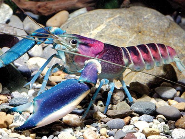 5 Lobster dengan Warna Cantik yang Unik dan Langka