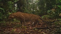 Hewan itu punya cakupan teritori 600 hektar sampai 700 hektar termasuk area Cikaniki di Desa Malasari, Kecamatan Nanggung, Kabupaten Bogor, Jawa Barat (Dok Taman Nasional Gunung Halimun Salak)