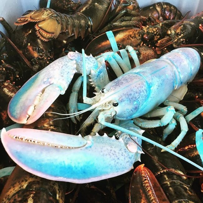 5 Lobster dengan Warna Cantik yang Unik dan Langka