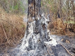 Pemburu Liar yang Bikin Kebakaran di Gunung Arjuno Sulit Ditangkap, Mengapa?