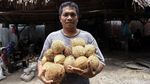 Bisnis Pengolahan Kelapa Sokong Perekonomian Para Ibu di Sinabang