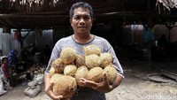 Warga di Pulau Simeulue, Aceh, tak hanya mencari nafkah sebagai nelayan dan berburu hewan laut. Ada pula warga di sana yang merintis usaha pengolahan kelapa, salah satunya adalah Pak Rasudin.