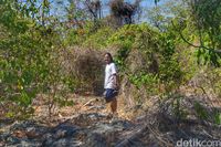 Menelusuri hutan di Pulau Ndana yang cukup lebat