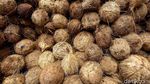 Bisnis Pengolahan Kelapa Sokong Perekonomian Para Ibu di Sinabang