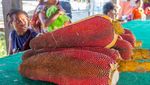 Foto: Buah Merah yang Ajaib dan Berkhasiat dari Papua