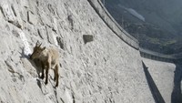 Kambing-kambing ibex menjilati air yang meresap dari dinding bendungan Cinigio (BBC)