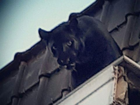Black panther yang dicuri ini baru diselamatkan dari atap gedung pekan lalu