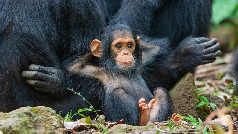 Comedy Wildlife Photography Awards 2019 Comedy Wildlife Photography Awards 2019
