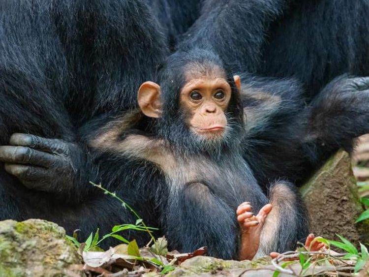10 Hewan Terpintar di Dunia, Ada yang Tak Terduga