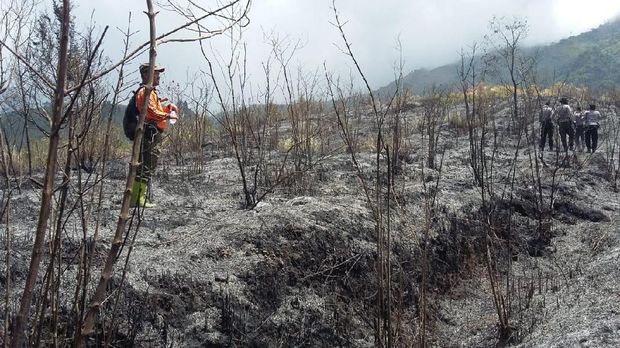 Kebakaran di Gunung Sindoro Berhasil Dipadamkan
