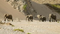 Ekstremnya tanah Skeleton membuat kebanyakan fauna darat berevolusi. Seperti gajah yang berukuran lebih kecil tapi punya kaki lebih panjang dan lebar. Evolusi ini memudahkan gajah untuk berjalan di pasir gurun. (iStock)