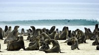 Sangat gersang tidak membuat Skeleton Coast sepi dari fauna. Sebut saja, macan tutul, cheetah, gajah, kucing caracal, jerapah, gemsbok, antilop sampai flamingo juga hidup di sini. Lautnya pun terisi dengan anjing laut sampai hiu. (iStock)