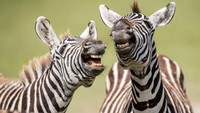 Mari kita menertawakan diri kita sendiri~ hehehe. Dua zebra di Tanzania (Peter Haygarth/Comedy Wildlife Photography Awards/CNN)
