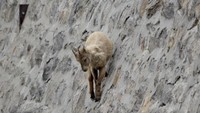 Kadang, kambing-kambing ibex terpeleset dan meluncur ke bawah (BBC)