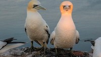 Sepertinya kepalaku menyala sendiri? Burung gannet di Pulau Heligoland, Jerman (Co Grift/Comedy Wildlife Photography Awards/CNN)
