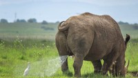 Ups, maaf aku tak sengaja mengencingimu. Badak dan burung di Nairobis National Park (TilakRaJ NagaRaJ/Comedy Wildlife Photography Awards/CNN)