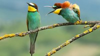 Aku tidak akan peduli lagi denganmu. Dan itu terserah~ Sebuah percakapan burung di Kroasia (Vlado Pirsa/Comedy Wildlife Photography Awards/CNN)