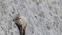 Bendungan Cingino dapat ditempuh dengan naik mobil dari Kota Milan selama 3 jam. Bendungan ini dengan kambing-kambing ibexnya menjadi panorama unik di dunia (BBC)