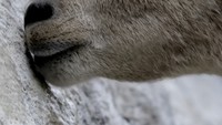 Air dari bendungannya mengandung banyak garam, mineral dan kalsium. Hal-hal itulah yang dibutuhkam kambing ibex untuk tetap hidup (BBC)