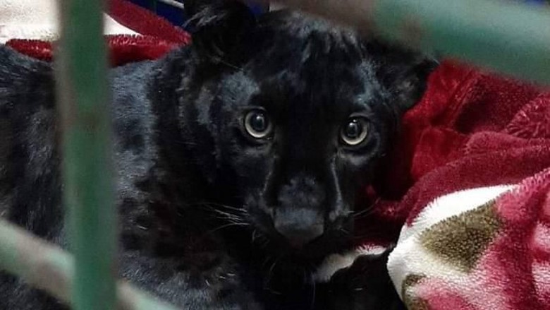 Seekor Black Panther Dicuri dari Kebun Binatang Prancis Seekor Black Panther Dicuri dari Kebun Binatang Prancis