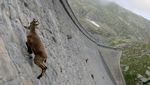 Foto: Kambing-kambing di Dinding, Diam-diam Mendaki
