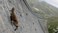 Namun dengan kaki yang kuat, mereka bisa kembali mendaki ke atas malah sambil berlari di tebingnya! (BBC)