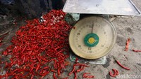 Namun, jika cuaca dalam kondisi tak baik, harga cabai pun dapat melonjak hingga ratusan ribu rupiah per kilogramnya.