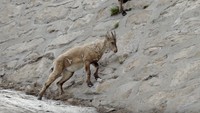 Inilah kambing ibex, hewan yang mendiami kawasan Pegunungan Alpen. Kambing ini siap-siap memanjat tebing bagaikan dinding setinggi ratusan meter dengan kemiringan nyaris 90 derajat (BBC)