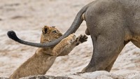 Bola itu terlihat sangat menarik! Anak singa di Savuti Marsh Botswana (Sarah Louise Skinner/Comedy Wildlife Photography Awards/CNN)
