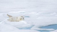 Ohhh tidak, besok masih hari rabu! Aku tidak siap Beruang kutub yang bertingkah lucu (Marion Vollborn/Comedy Wildlife Photography Awards/CNN)